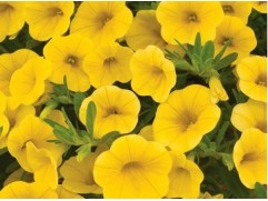 Калибрахоа 