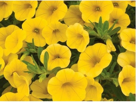 Калибрахоа Калибрахоа