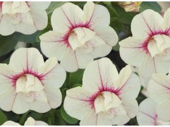 Калибрахоа 