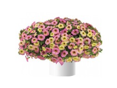 Калибрахоа 