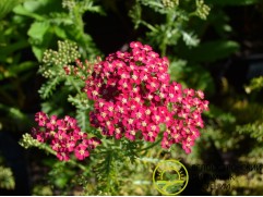 Тысячелистник обыкновенный 