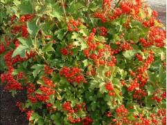 Калина обыкновенная 