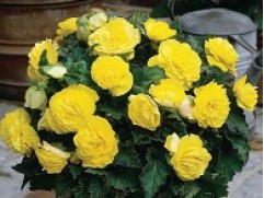 Бегония клубневая 