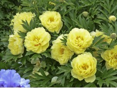 Пион Ито-гибрид Пион Ито-гибрид