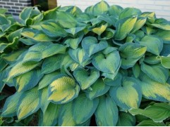 Хоста гибридная 