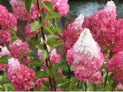 Гортензия метельчатая 