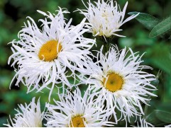 Нивяник великолепный 