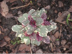 Живучка ползучая 