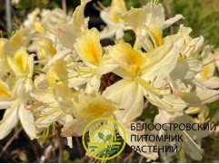 Рододендрон листопадный (азалия) 