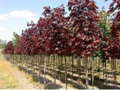 Клен остролистный 