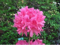 Рододендрон листопадный (азалия) 