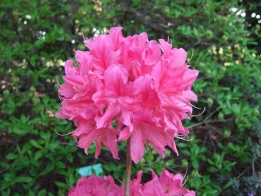 Рододендрон листопадный (азалия) 