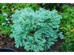 Кипарисовик горохоплодный 