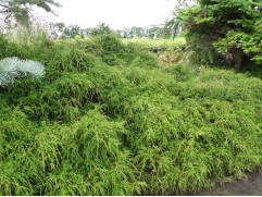 Кипарисовик горохоплодный 