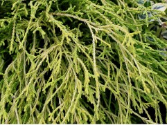 Кипарисовик горохоплодный 