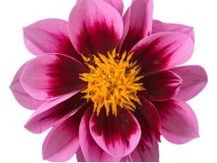 Георгина однолетняя 