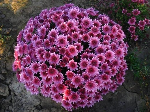 Хризантема мультифлора Хризантема мультифлора