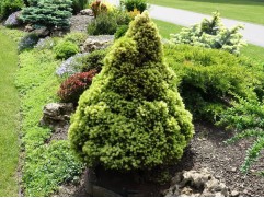 Ель канадская 