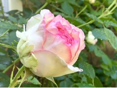 Роза чайно-гибридная 