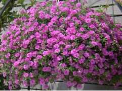 Калибрахоа 