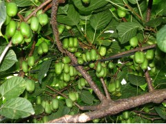 Актинидия Коломикта 