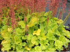 Гейхера гибридная 