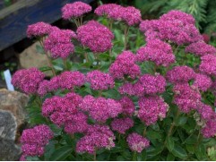 Очиток видный Очиток видный