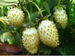 Земляника ремонтантная Земляника ремонтантная