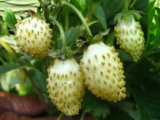 Земляника ремонтантная Земляника ремонтантная