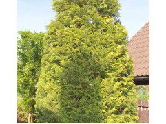 Туя западная 