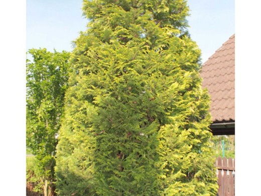 Туя западная Туя западная