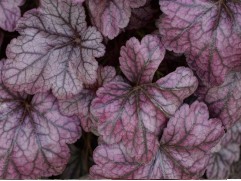 Гейхера гибридная  