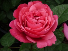 Роза чайно-гибридная 