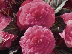 Бегония клубневая 