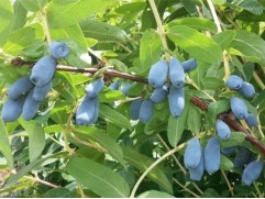 Жимолость Жимолость