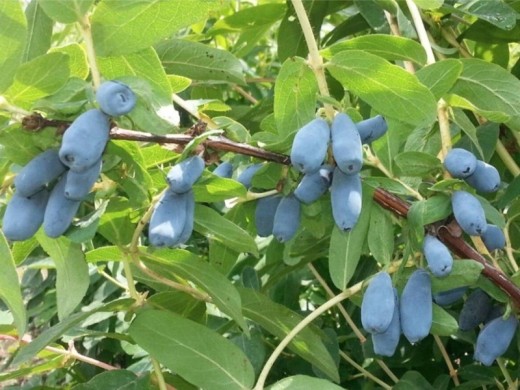 Жимолость Жимолость