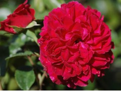 Роза штамбовая 