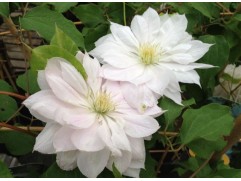 Клематис гибридный 