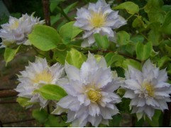 Клематис гибридный 