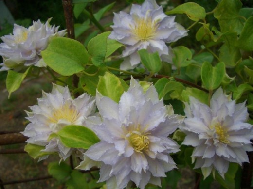 Клематис гибридный Клематис гибридный