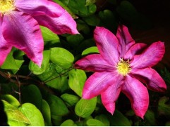 Клематис гибридный Клематис гибридный