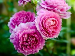 Роза шраб Роза шраб