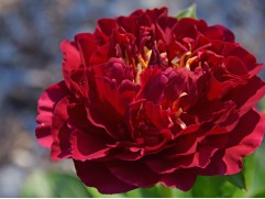 Пион гибридный 