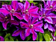 Клематис гибридный 