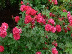 Роза канадская 