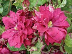 Клематис гибридный Клематис гибридный