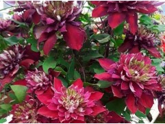 Клематис гибридный 