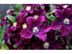 Клематис гибридный 