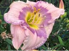 Лилейник гибридный Лилейник гибридный