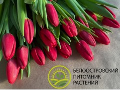 Тюльпан сорт 